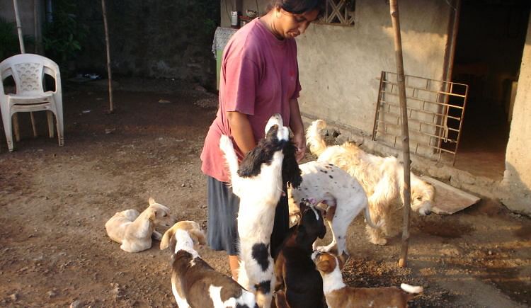 Apna Home Animal Shelter Be The Voice For The Voiceless Ketto