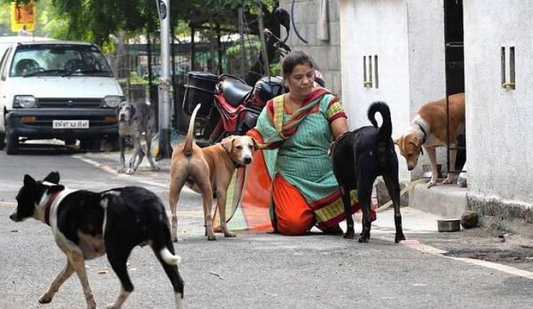 Support Priya In Feeding 90+ Stray Dogs - Ketto