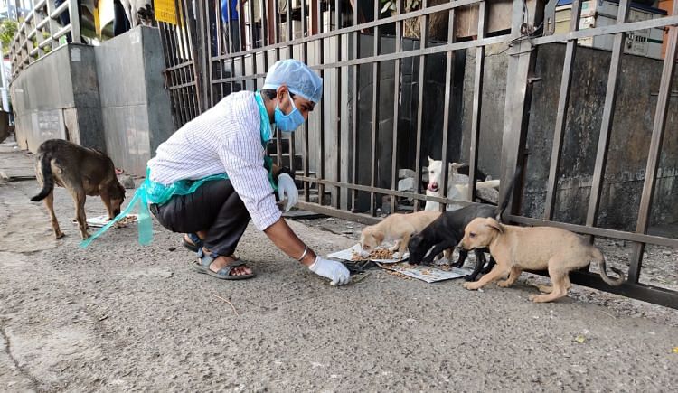 Help Feed And Medicate Hungry & Injured Strays - Ketto