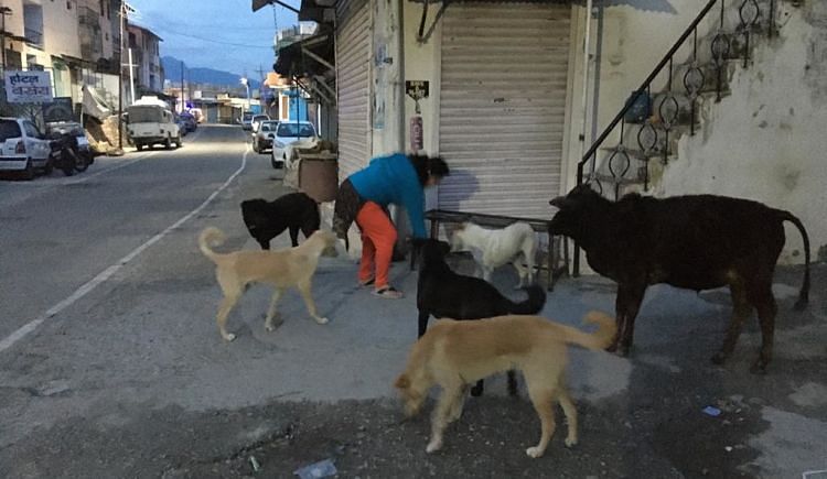 To Feed Street Dogs And Cows - Ketto