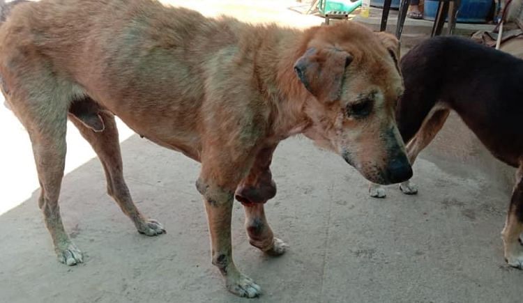 Help Me In Rescuing Ill And Sick Stray Animals Who Need Help - Ketto
