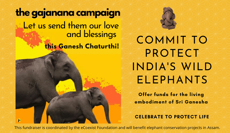 About Elephants  Elephant Conservation & Protection