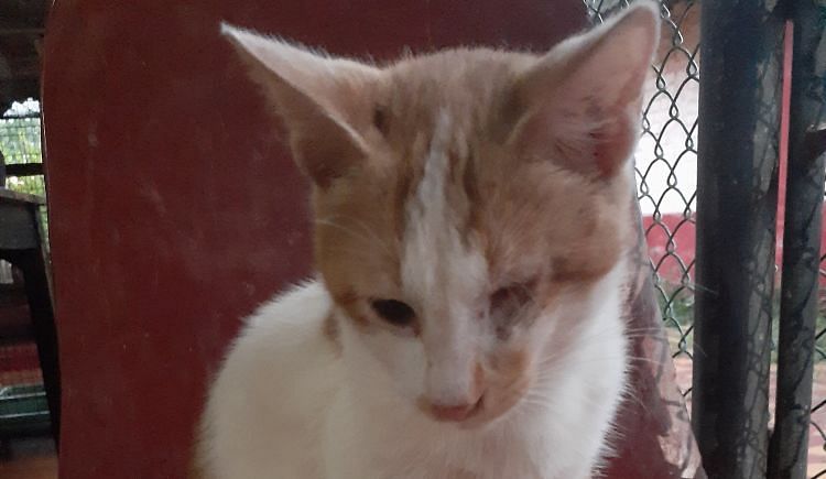Help Support A Sanctuary For 134 Cats In Goa! - Ketto