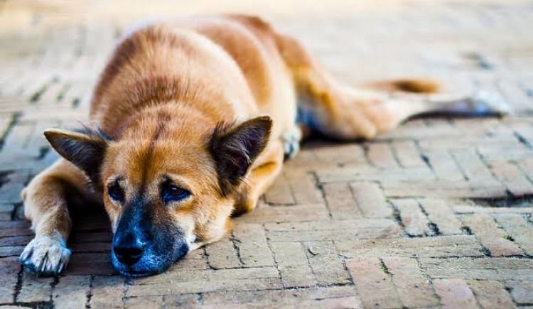 Need Funds To Feed Stray Dogs - Ketto