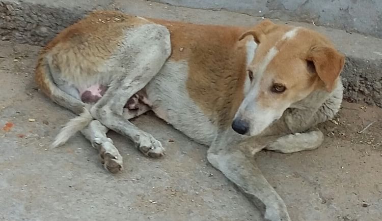 Helping The Suffering Street Animals Of Agra - Ketto Helping The Suffering Street Animals Of Agra - Ketto