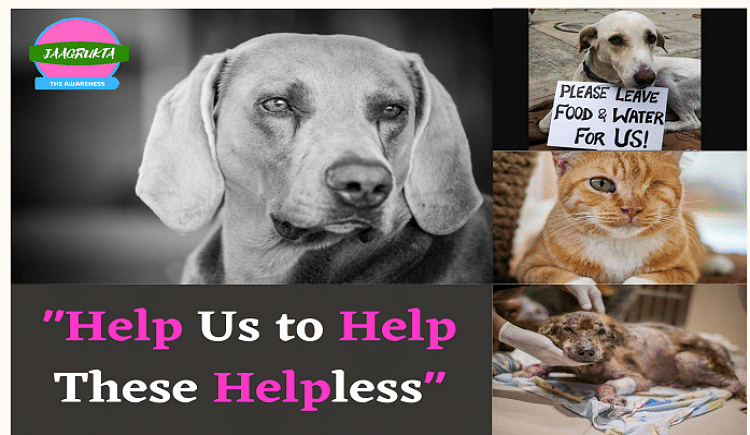 Help Us Feed These Helpless Stray Animals At The Time Of Covid - Ketto