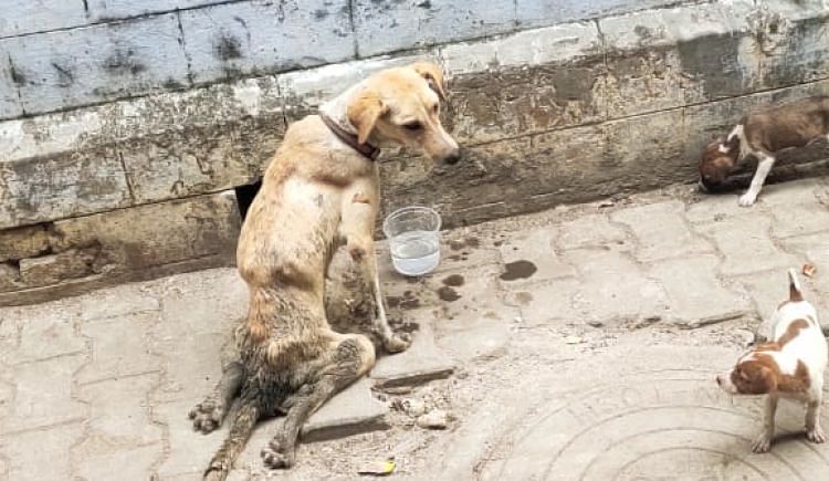 Help Stray Dog To Fight Paralysis - Ketto