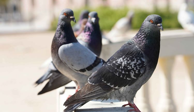 pigeon rescue near me uk