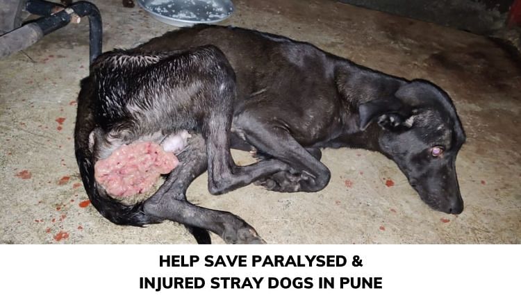 Help Save Paralysed And Maggot Wound Dogs In Pune - Ketto