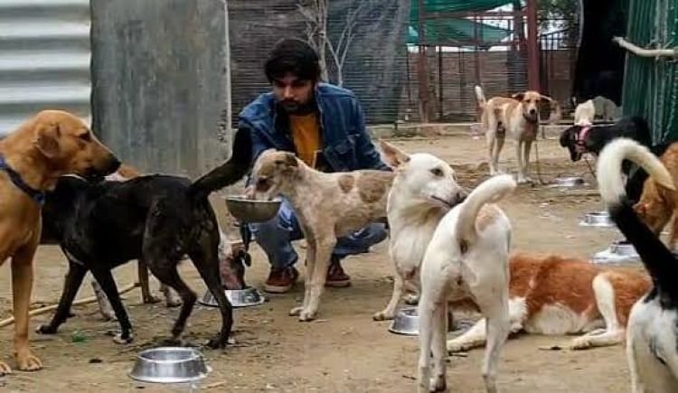 Help Animals In Distress - Ketto