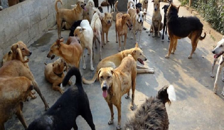 Help Us Raise Money For Street Dogs To Provide Them Food And Shelter ...